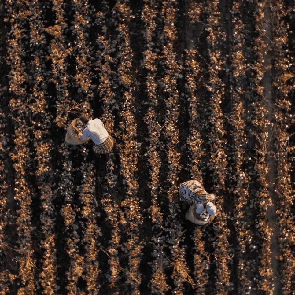 Suvin: the cotton most people will never touch.